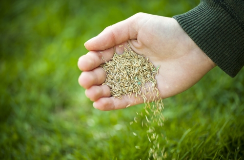 Hand pouring out seeds for lawn